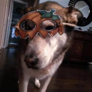 Meet your Posher, Kylie